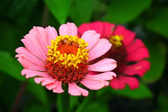 Zinnia Easy Annual Flowers To Grow From Seed