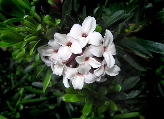 Best Fragrant Flowers for Pots Daphne
