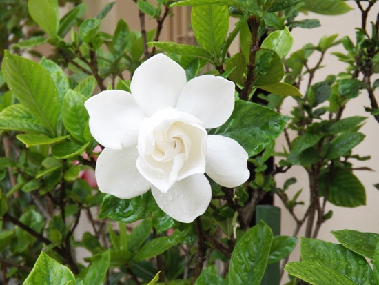 Best Fragrant Flowers for Pots Gardenia