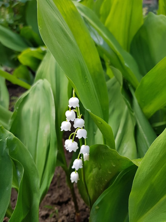 Best Fragrant Flowers for Pots Lily of the Valley