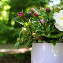 Best Fragrant Flowers for Pots Peony Best Fragrant Flowers for Pots Peony