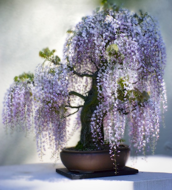 Best Fragrant Flowers for Pots Wisteria Best Fragrant Flowers for Pots Wisteria