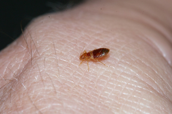 Can Bed Bugs Live Outside 2
