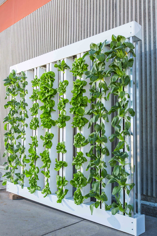 Easy Vegetables To Grow Indoors Bok Choy 2 Easy Vegetables To Grow Indoors Bok Choy 2