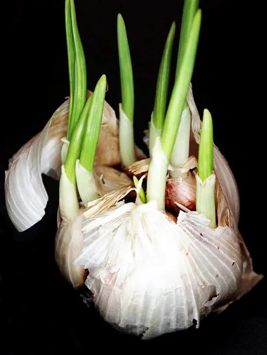 Easy Vegetables To Grow Indoors Garlic