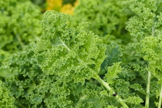 Easy Vegetables To Grow Indoors Kale