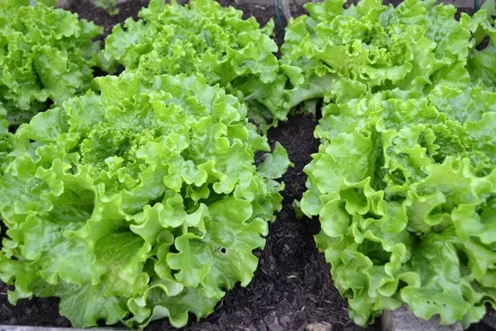 Easy Vegetables To Grow Indoors Lettuce