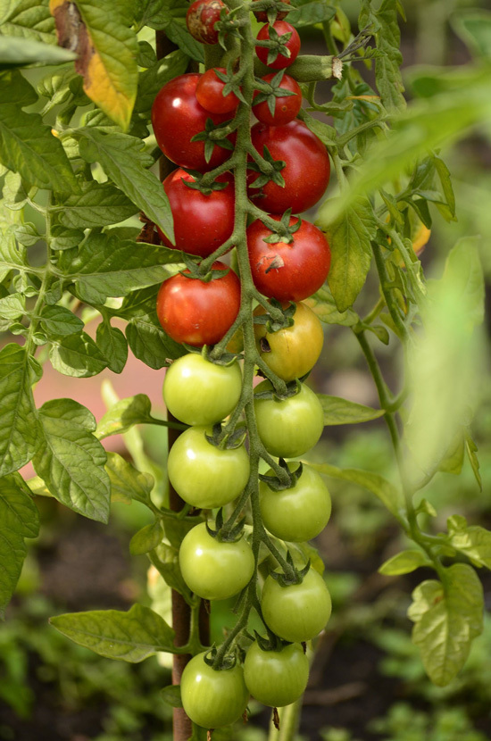 Easy Vegetables To Grow Indoors Tomatoes Easy Vegetables To Grow Indoors Tomatoes