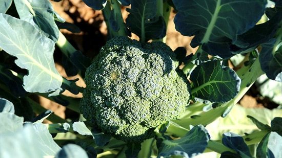 Frost Tolerant Vegetable Plants Broccoli