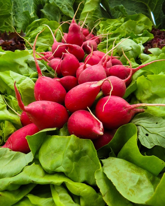 Frost Tolerant Vegetable Plants Radish Frost Tolerant Vegetable Plants Radish