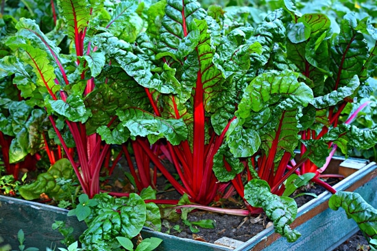 Frost Tolerant Vegetable Plants Swiss Chard2 Frost Tolerant Vegetable Plants Swiss Chard2