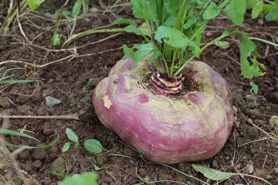 Frost Tolerant Vegetable Plants Swiss Turnip