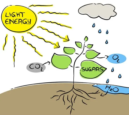 How Do Plants Eat What Is Photosynthesis