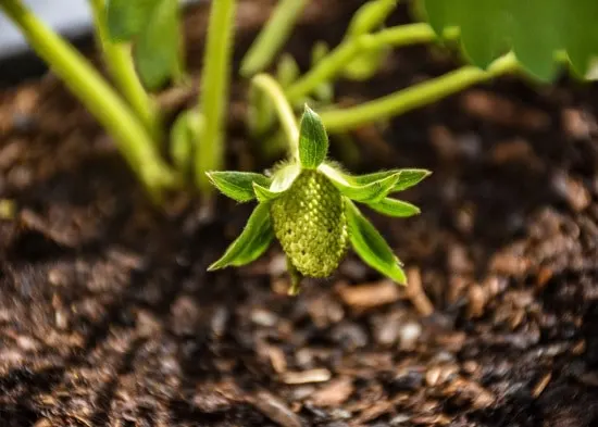 How Do Plants Eat strawberry Light How Do Plants Eat strawberry Light