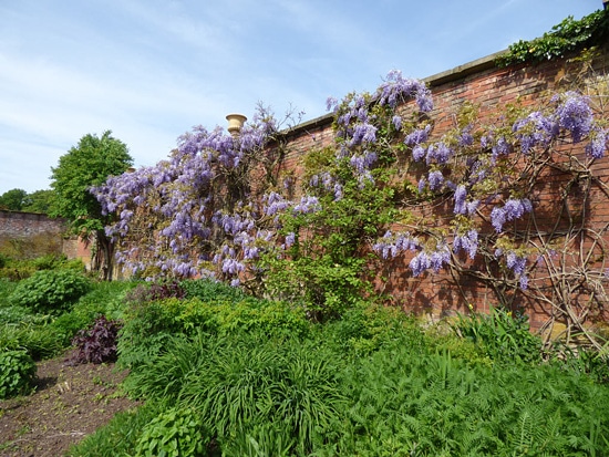 How to Kill Wisteria 3 How to Kill Wisteria 3