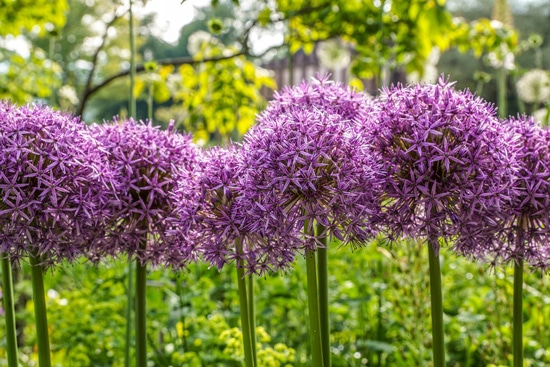 Large Flowers Allium Large Flowers Allium