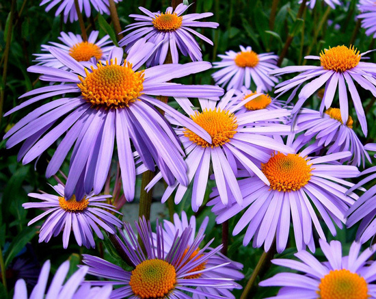 Large Flowers Aster Large Flowers Aster