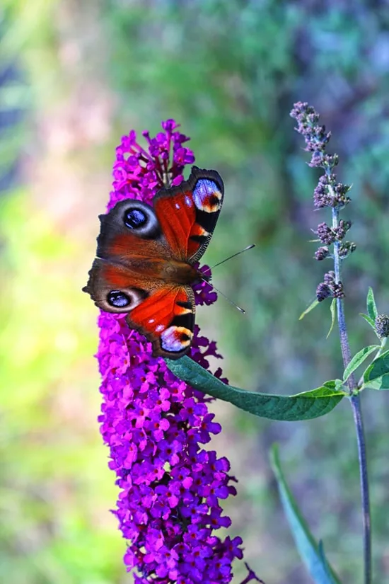 Large Flowers Butterfly Bush