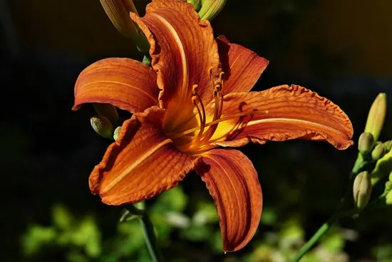 Large Flowers Lily