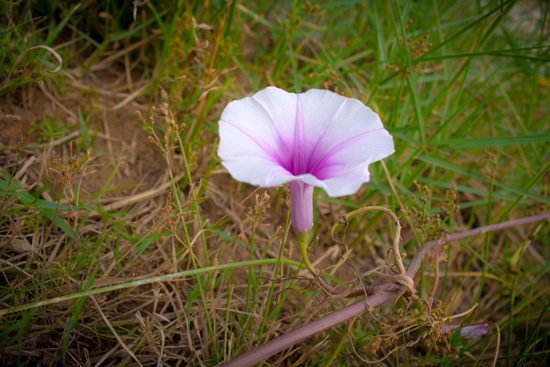 Large Flowers Moonflower Large Flowers Moonflower