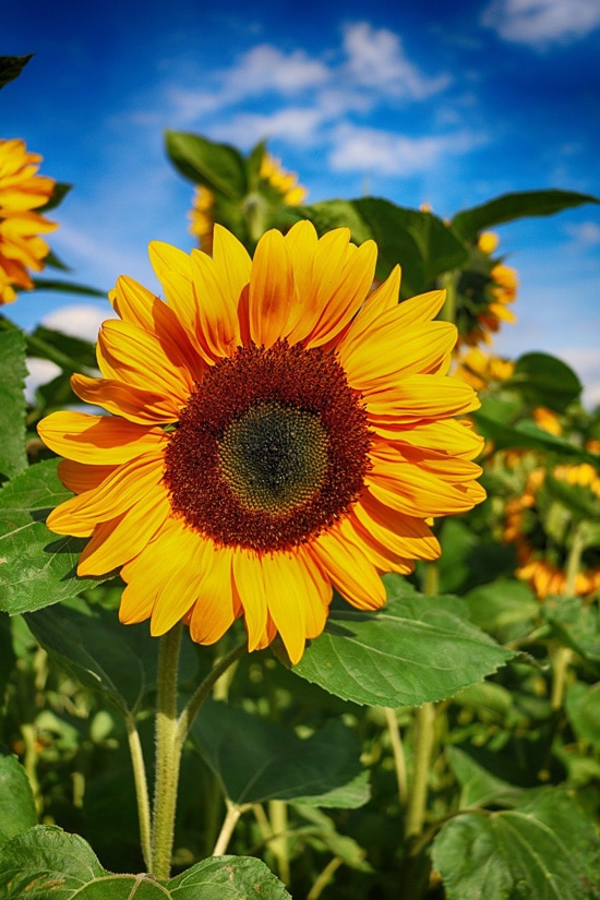 Large Flowers Sunflower Large Flowers Sunflower