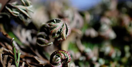 What Is the Resurrection Plant rose of jericho