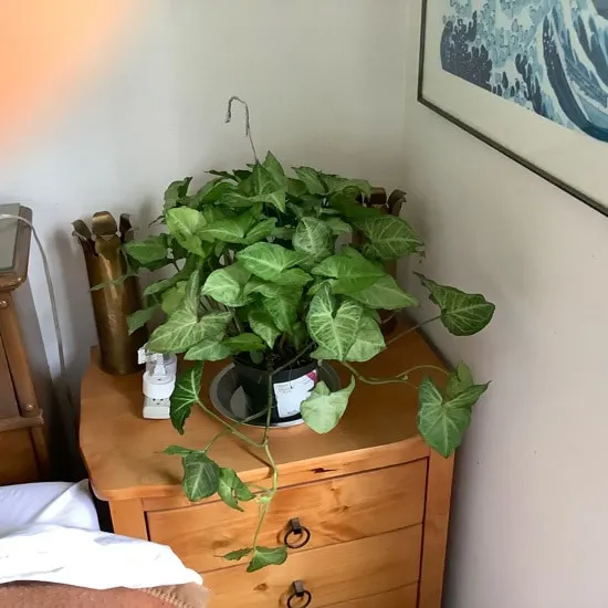Arrowhead Plants Easy To Propagate Houseplants Arrowhead Plants Easy To Propagate Houseplants