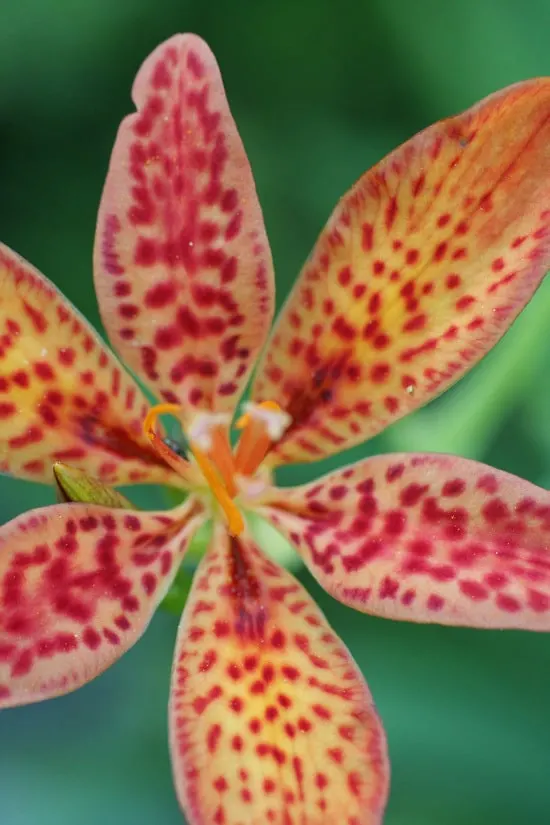 Blackberry Lily Brightest Orange Perennial Flowers