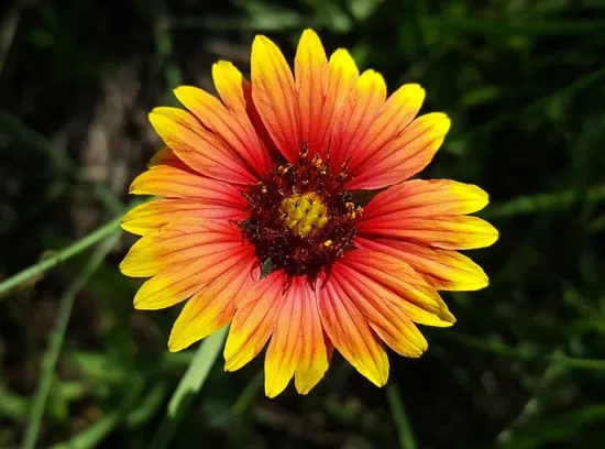 Blanket Flower Brightest Orange Perennial Flowers