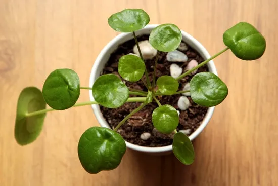 Chinese Money Plants Easy To Propagate Houseplants