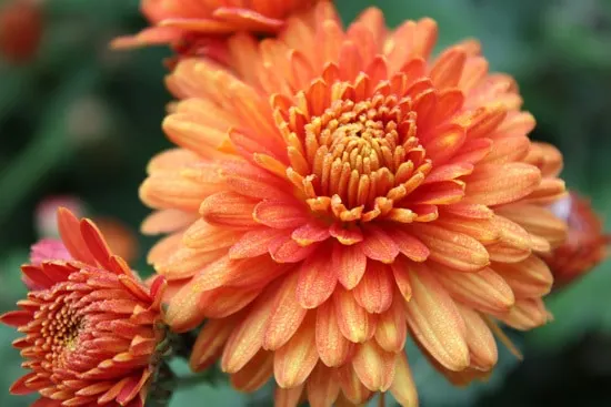 Chrysanthemum Brightest Orange Perennial Flowers