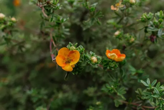 Cinquefoil Brightest Orange Perennial Flowers