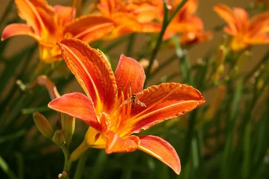Daylily Brightest Orange Perennial Flowers