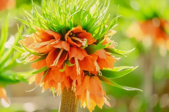 Fritillaria Brightest Orange Perennial Flowers