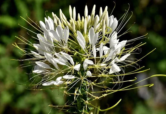 Full Sun Annual Flowers Cleome