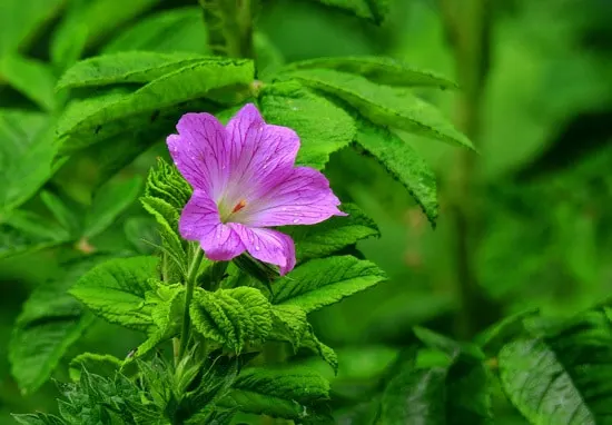 Full Sun Annual Flowers Geranium