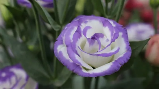 Full Sun Annual Flowers Lisianthus