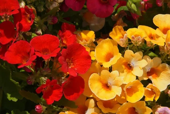Full Sun Annual Flowers Nemesia Full Sun Annual Flowers Nemesia