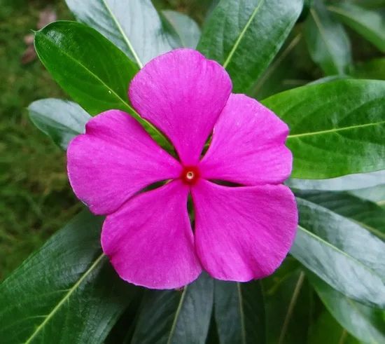 Full Sun Annual Flowers Periwinkle