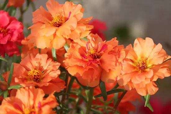 Full Sun Annual Flowers Purslane