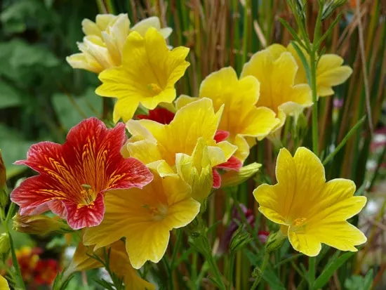 Full Sun Annual Flowers Salpiglossis Full Sun Annual Flowers Salpiglossis