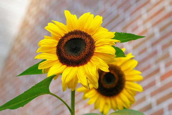 Full Sun Annual Flowers Sunflower