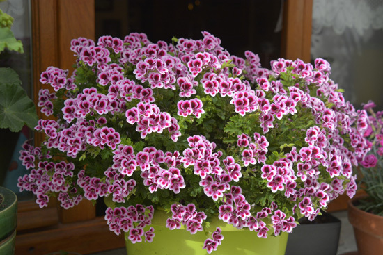 Geranium Full Sun Container Flowers Geranium Full Sun Container Flowers