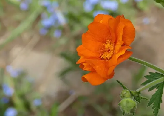 Geum Brightest Orange Perennial Flowers