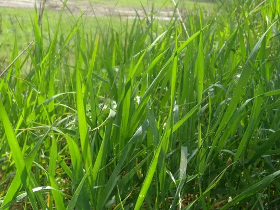 Grass after rain