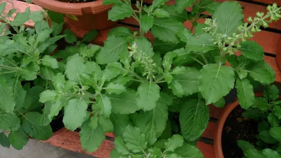 Holy Basil Holy Basil