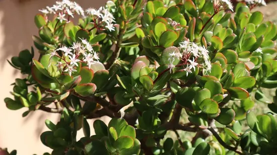 Jade Easy To Propagate Houseplants Jade Easy To Propagate Houseplants