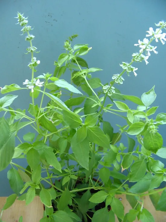 Lemon Basil