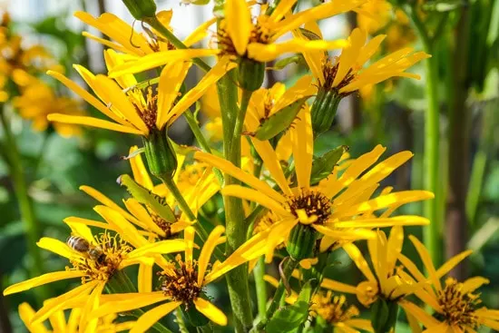 Leopard Plants Brightest Orange Perennial Flowers