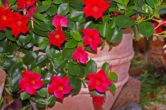 Mandevilla Full Sun Container Flowers Mandevilla Full Sun Container Flowers
